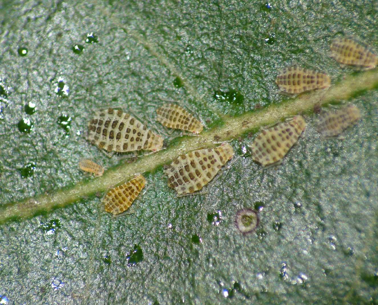 Piccoli afidi del leccio: Myzocallis cfr schreiberi